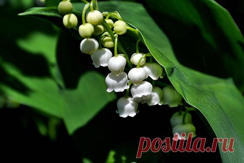 Принцесса Диана ввела в королевской семье опасную свадебную традицию