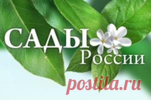 Снег на даче – друг и враг, 15 самых необычных заготовок, 200 000 рублей за заказ семян - shevrodelo@list.ru - Почта Mail.Ru