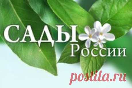 Снег на даче – друг и враг, 15 самых необычных заготовок, 200 000 рублей за заказ семян - shevrodelo@list.ru - Почта Mail.Ru