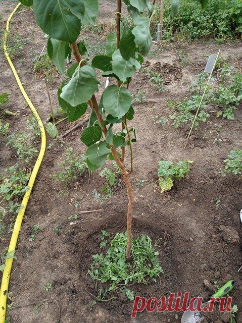 Выбор и посадка саженцев плодовых деревьев | Дом с огородом в пригороде | Яндекс Дзен
"Сажать деревья" — это даже не хобби, это уже "манечка"…
На днях, только открыв глаза, я решил, что мне обязательно нужно посадить дерево. Лучше даже два. А можно и три!
Недалеко от нас есть интересное место. Человек живет и в своем доме сделал питомник.