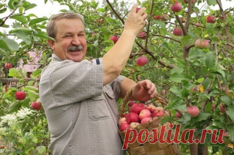 ПРОСТЫЕ СОВЕТЫ ДЛЯ САДОВОДОВ!
1. Соседство картофеля и яблони не приведет ни к чему хорошему. Это поспособствует накоплению токсинов в почве, от чего в первую очередь пострадают яблони.
2. Также не желательно соседство груши и яблони с розой, пихтой, сиренью, белой акацией и барбарисом, поскольку эти растения могут подавлять рост плодовых деревьев.
3. Вреден растениям частый и поверхностный полив. Влажная поверхность земли предотвращает поступление кислорода к корневой сис...