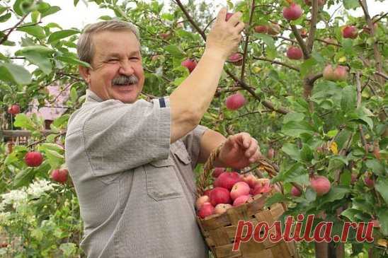 ПРОСТЫЕ СОВЕТЫ ДЛЯ САДОВОДОВ!
1. Соседство картофеля и яблони не приведет ни к чему хорошему. Это поспособствует накоплению токсинов в почве, от чего в первую очередь пострадают яблони.
2. Также не желательно соседство груши и яблони с розой, пихтой, сиренью, белой акацией и барбарисом, поскольку эти растения могут подавлять рост плодовых деревьев.
3. Вреден растениям частый и поверхностный полив. Влажная поверхность земли предотвращает поступление кислорода к корневой сис...