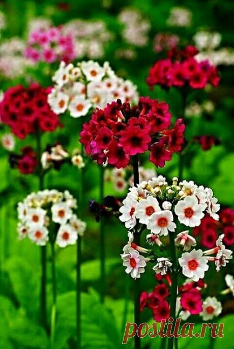 Мир прекрасен – Сообщество – Google+