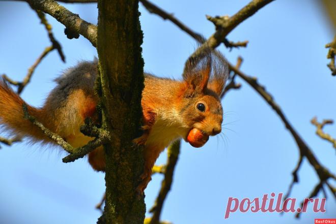 Фото: Белка. Фотограф Константин Анисимов. Фото животных. Фотосайт Расфокус.ру
