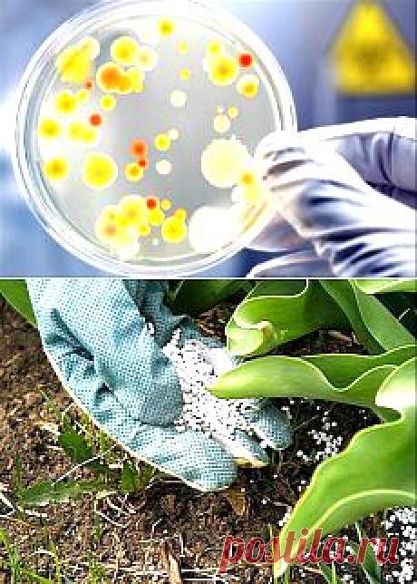 Преимущества бактериальных удобрений для сада и огорода