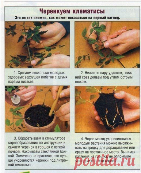Фотоинструкция по черенкованию клематисов