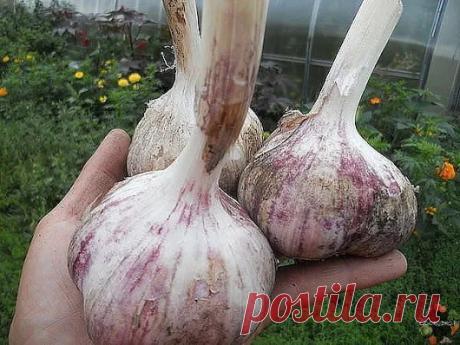 Огородко — садовод и огородник – Google+