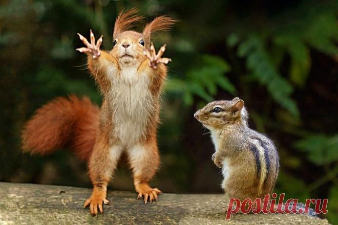 Чем белка отличается от бурундука: 9 различий в физиологии и образе жизни | Приключения... И белка, и бурундук — представители семейства беличьих. Но каждый из зверьков остаётся верен своим привычкам, физиологии и предпочтениям, и каждый грызёт собственный «гранит жизни».