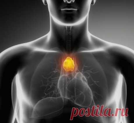 Вилочковая железа — точка счастья Вашего тела Есть в нашем организме орган, о котором очень мало говорят, но который по праву можно назвать “точкой счастья” Это вилочковая железа