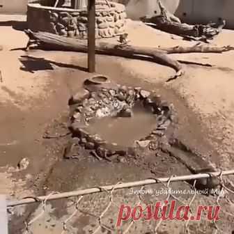 Обезьяний аквапарк