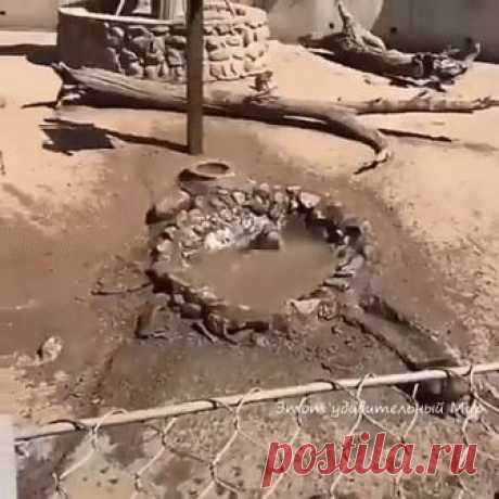 Обезьяний аквапарк