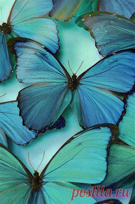 butterflies | Colors. Patterns. Textiles.