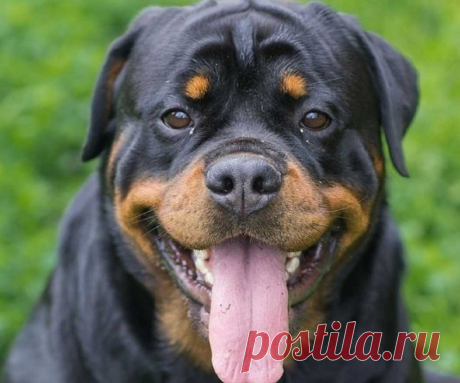 Почему собака роет пол в квартире? Задалась вопросом, зачем собака «копает» лежанку, перед тем как улечься. Оказалось, что срабатывает территориальный инстинкт. 5 причин, почему собака роет пол, лежанку и мягкую мебель 100% Народные приметы Самое печальное предсказание: собака роет землю, если чувствует приближение смерти. Это может касаться хозяина, кого-то из членов его семьи или того человека,