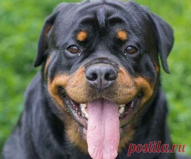 Почему собака роет пол в квартире? Задалась вопросом, зачем собака «копает» лежанку, перед тем как улечься. Оказалось, что срабатывает территориальный инстинкт. 5 причин, почему собака роет пол, лежанку и мягкую мебель 100% Народные приметы Самое печальное предсказание: собака роет землю, если чувствует приближение смерти. Это может касаться хозяина, кого-то из членов его семьи или того человека,