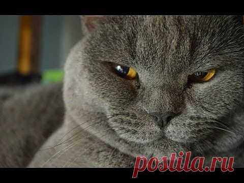 Обаятельные кошки. | ВИДЕОСМАК