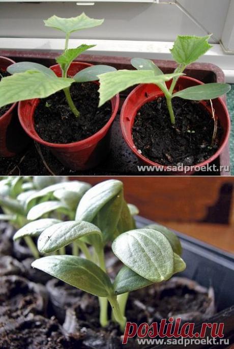 Когда сажать огурцы на рассаду