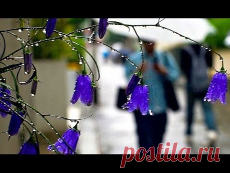 Небо капелькой упало на ресницы… 
Застывая на одно мгновенье… 
Перелистывая прошлого страницы… 
Будто в зеркале ты видишь отраженье… 
В мокрых лужах, рисовавших на асфальте… 
Бесконечность пробежавшей тени…