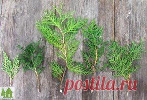 КАК РАЗМНОЖИТЬ ТУЮ