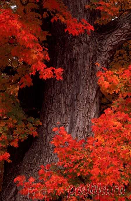 Нью-гэмпшир, Осень on Pinterest