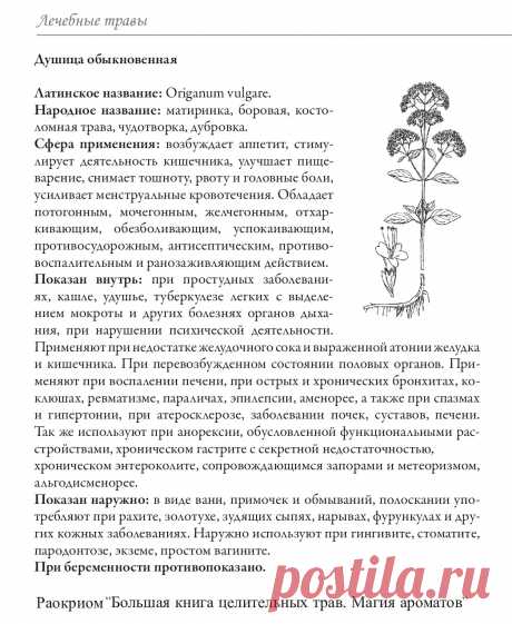 Душица обыкновенная