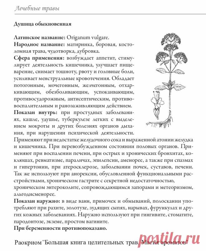 Душица обыкновенная