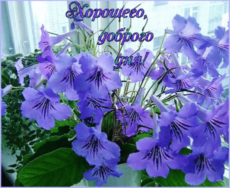С добрым утром - 2980 фото. Фотографии Борис Боровской.