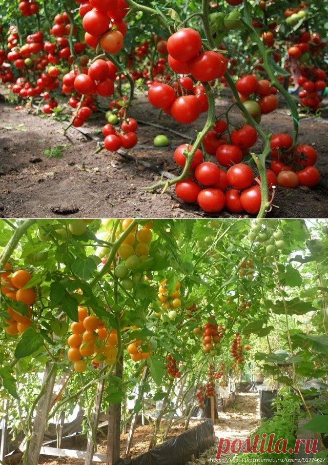 (54) Одноклассники
