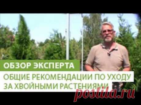Болезни хвойных растений: атлас-определитель, описание, шютте, ржавчина, борьба с вредителями хвойников, лечение, сосна, туя, профилактика