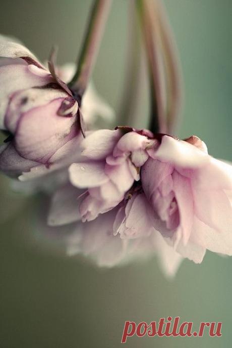 Доброе утро! Нежного дня!
#доброе_утро@krasota.zdorovie #вдохновение_цветом@krasota.zdorovie