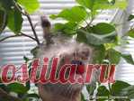Кот (ОБ)Жорик. Автор Людмила Дерюгина