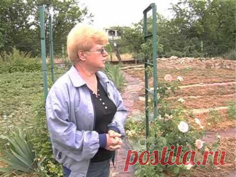 Дачный  клуб Ленивый  огород  продолжение