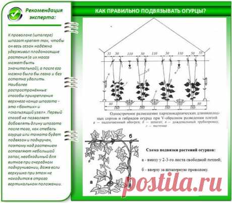 КАК ПОДНЯТЬ УРОЖАЙНОСТЬ ОГУРЦОВ