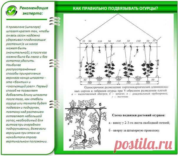 КАК ПОДНЯТЬ УРОЖАЙНОСТЬ ОГУРЦОВ