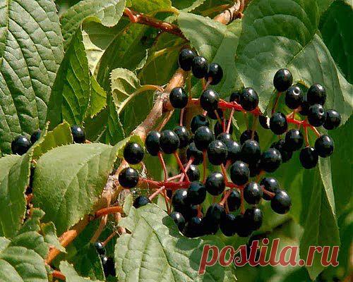 Черемуха спасла отпуск | Друг пенсионера
Случилась эта история лет пять на­зад. Я как раз поехала отдыхать в Болгарию. Так вышло, что никто из моих знакомых не смог составить мне компанию, поэтому отдыхала одна. Впрочем, недостатка в общении у ме­ня не было — болгары очень друже­любный и милый народ.