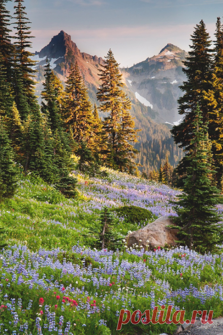Random happiness ... - wnderlst: Rainier National Park | Richard...