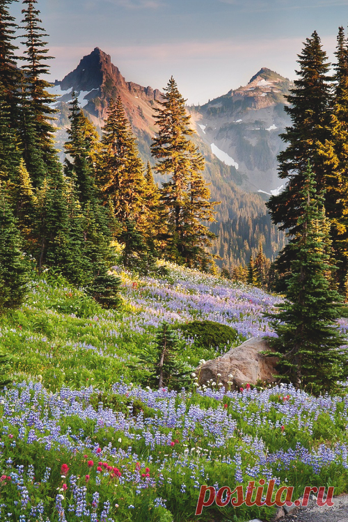 Random happiness ... - wnderlst: Rainier National Park | Richard...