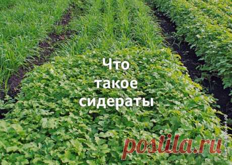 Сидераты (зелёные удобрения)
