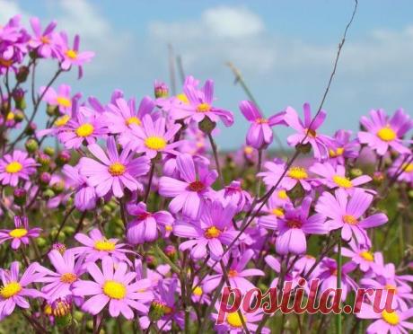 Крестовник изящный или цинерария изящная