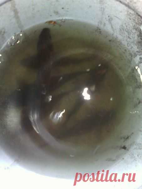 На червя 24.04.15 / Богатая добыча