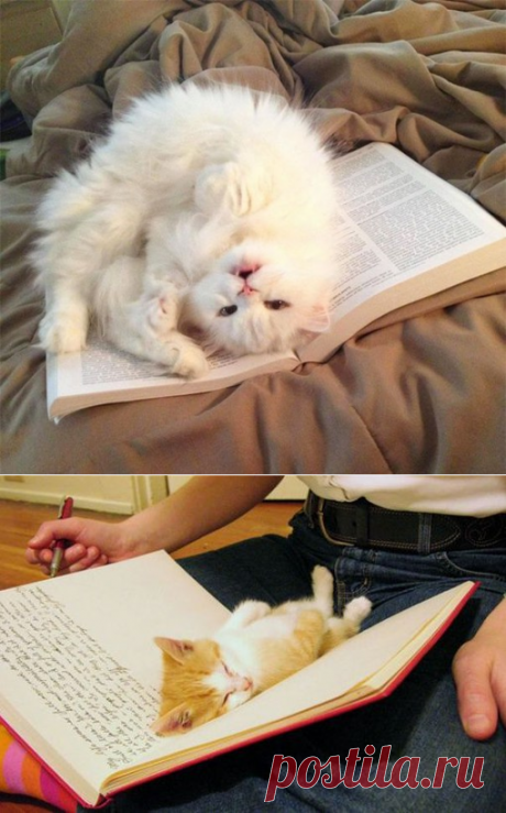 коты против чтения