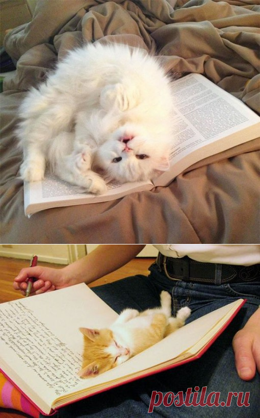 коты против чтения