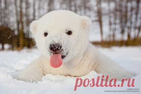 Оп-па! Скока снегу!...