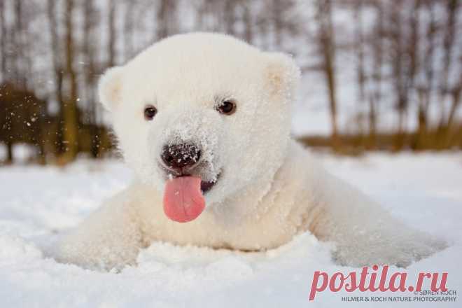 Оп-па! Скока снегу!...
