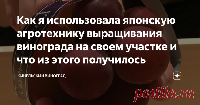 Как я использовала японскую агротехнику выращивания винограда на своем участке и что из этого получилось Началось с того, что я где-то услышала или прочитала, что японцы творят настоящие чудеса со своим виноградом – используют специфические приемы в формировании грозди, выращивают гигантские ягоды и продают его не килограммами, а гроздями в элитных магазинах, а в ресторанах подают на десерт по одной штучке.
Примерно так выглядит подача в японских ресторанах винограда катег...