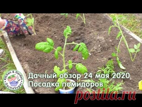 Дачный обзор. 24 мая 2020 Посадка помидоров в открытый грунт