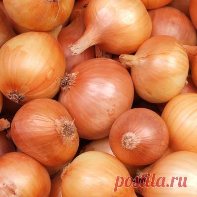 Луковая шелуха: полезные свойства и способы применения