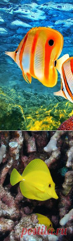 (892) Butterflyfish | Aquarium