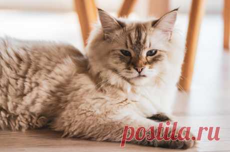 Кот мурчит. Пять значений мурчания кота.
Мурчание - очень характерный и символичный звук, ассоциирующийся с домашними котами. Но почему коты мурчат?
Изображение от wirestock на Freepik