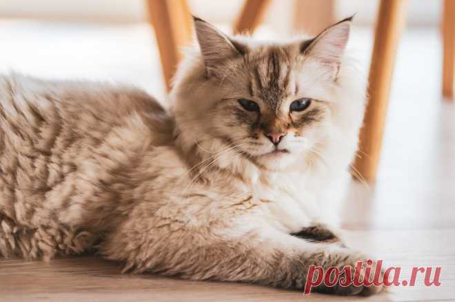 Кот мурчит. Пять значений мурчания кота.
Мурчание - очень характерный и символичный звук, ассоциирующийся с домашними котами. Но почему коты мурчат?
Изображение от wirestock на Freepik