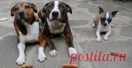 Этим троим псам раздали по колбаске. А теперь посмотрите, что делает самый маленький))) | Все о наших питомцах